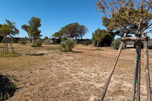 terreno di 100mq al mare condominio Tamarix