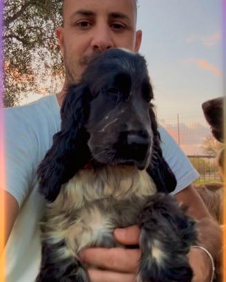 Cocker Spaniel Inglese