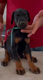 Dobermann