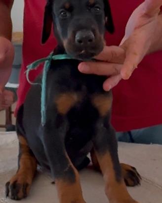 Dobermann