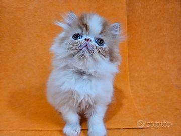 Cucciolo di persiano ipertipico bianco e rosso