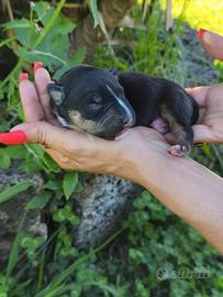 Bull Terrier Miniature