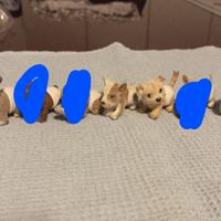 animaletti vari cuccioli trova amici 