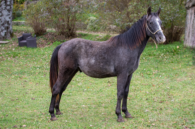 Puledro appaloosa x quarter