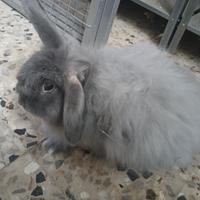 Cuccioli coniglio nano e cavie peruviane