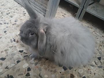 Cuccioli coniglio nano e cavie peruviane