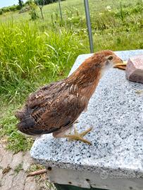 Araucana 