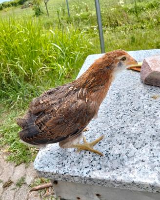 Araucana 