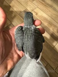 Pulli Kakariki mutati