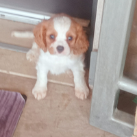 Cavalier king Charles spaniel bianco arancio