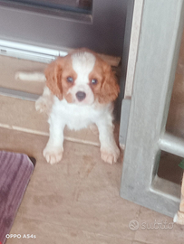 Cavalier king Charles spaniel bianco arancio