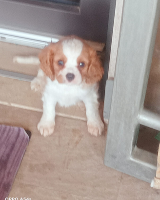 Cavalier king Charles spaniel bianco arancio