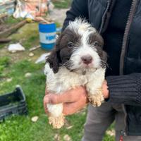 Cuccioli mix lagotto