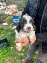 Cuccioli mix lagotto