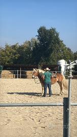 Haflinger