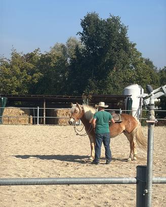 Haflinger