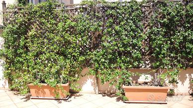 Centro storico Rimini