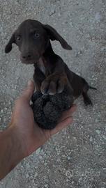 Bracco pointer X cocker