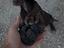 Immagine 1