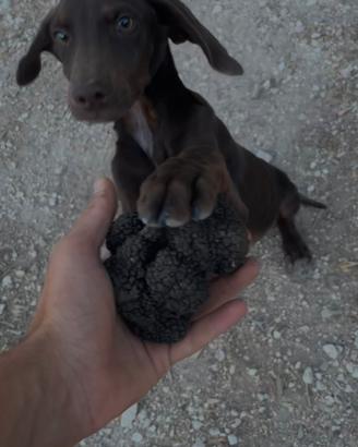Bracco pointer X cocker