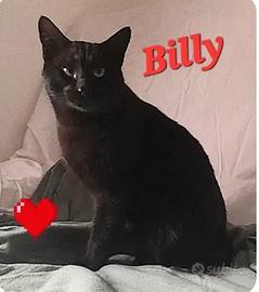 Maschio - 2 anni circa