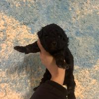 Barboncini toy e mini