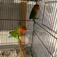 Coppia di inseparabili