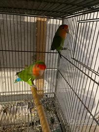 Coppia di inseparabili