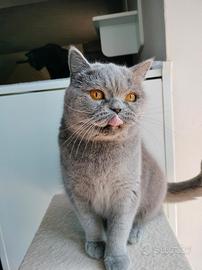 British shorthair