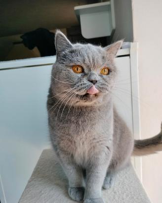British shorthair