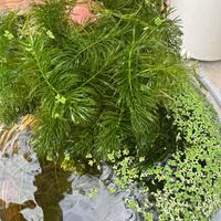 Piante acquatiche