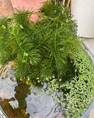 Piante acquatiche