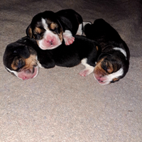Cuccioli di Beagle
