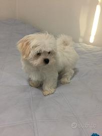 Cucciolo Maltese Mini Toy