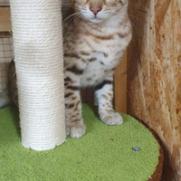 Gattini bengala brown