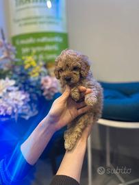 Barboncino toy mini albicocca