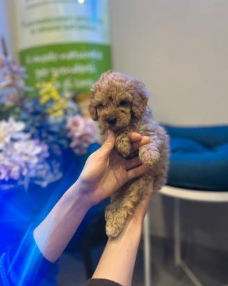 Barboncino toy mini albicocca