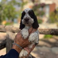 Cocker spaniel