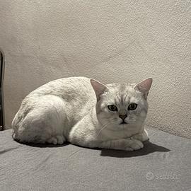 ? British Shorthair ?