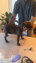 Cuccioli pitbull