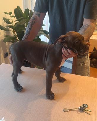 Cuccioli pitbull
