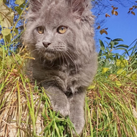 Maschio di Maine coon