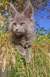 Maschio di Maine coon