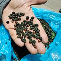 100  SEMI WASHINGTONIA