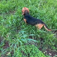 Cane da caccia al coniglio