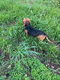 Cane da caccia al coniglio