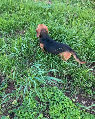 Cane da caccia al coniglio
