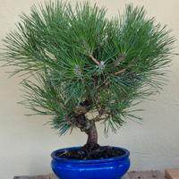 bonsai