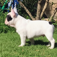Bouledogue francese