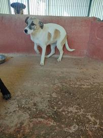 Cucciola di 6 mesi futura taglia media in canile